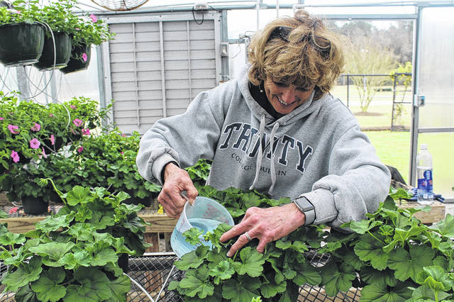 
			
				                                Nancy Thagard fertilizes the plants in preparation for the Sampson County Master Gardeners’ upcoming plant sale, which kicks off this Wednesday.
 
			
		