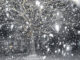 A look at the storm during the snowfall, it was so dense vision was hindered.
                                 Michael B. Hardison | Sampson Independent