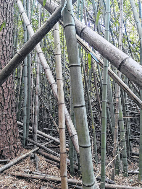 <p>A closer look at some of the bamboo that’s growing around Sampson County.</p>
                                 <p>Courtesy Photo</p>