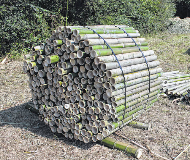 <p>Tons of rolls of bamboo were stacked like this following the conclusion of the initial timber test harvest by OnlyMOSO.</p>
                                 <p>Michael B. Hardison | Sampson Independent</p>