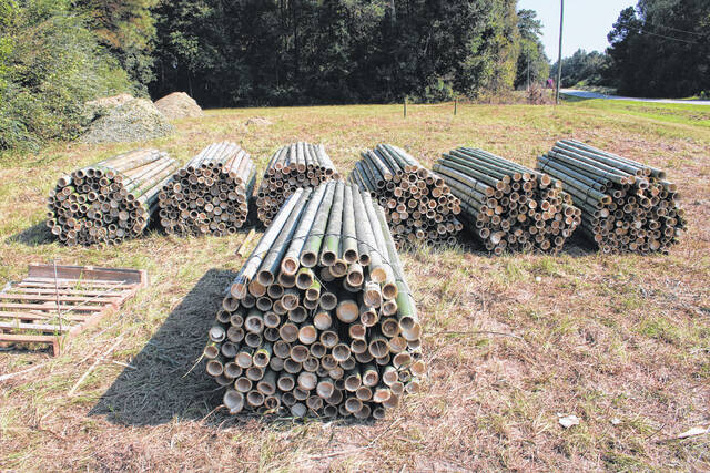 <p>Tons of rolls of bamboo were stacked like this following the conclusion of the initial timber test harvest by OnlyMOSO.</p>
                                 <p>Michael B. Hardison | Sampson Independent</p>