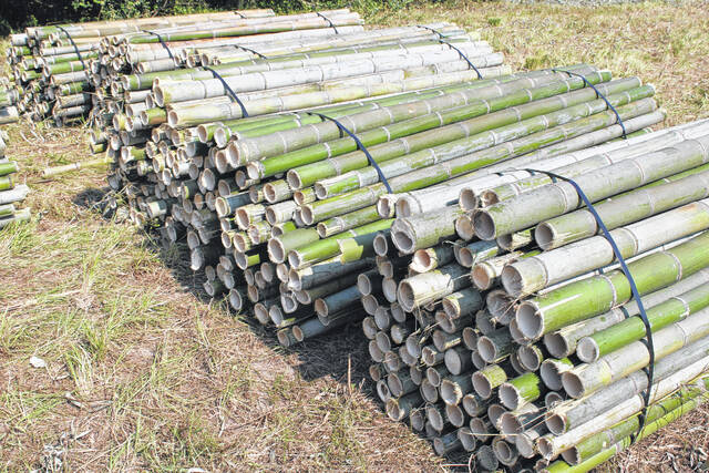 
			
				                                Tons of rolls of bamboo were stacked like this following the conclusion of the initial timber test harvest by OnlyMOSO.
                                 Michael B. Hardison | Sampson Independent

			
		