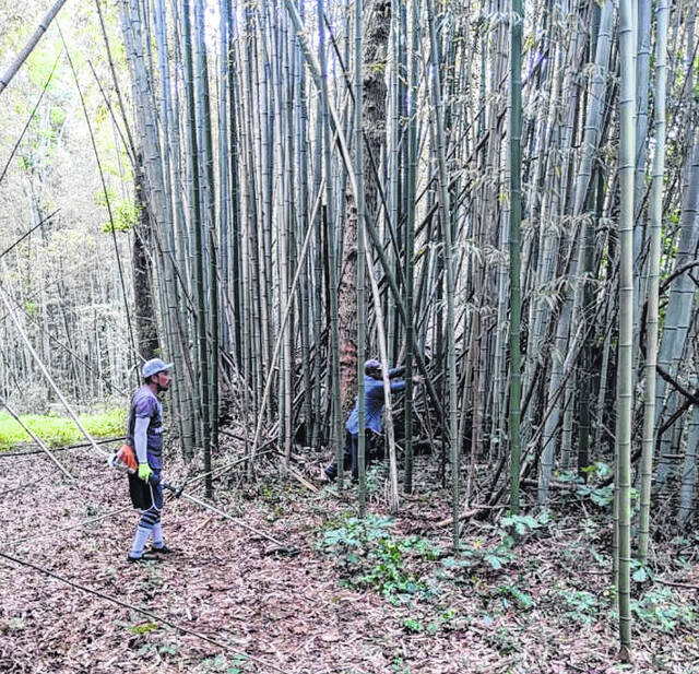 <p>A small glimpse at the mountain of bamboo that was around before the harvesting.</p>
                                 <p>Courtesy Photo</p>