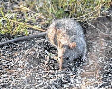 Controlling Rats and Mice around the Farm