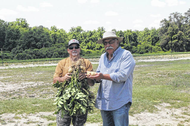 <p>Chris Faircloth, left, and Coharie Tribal administrator Greg Jacobs show off some of the potatoes from the community garden that will be available starting this weekend.</p>