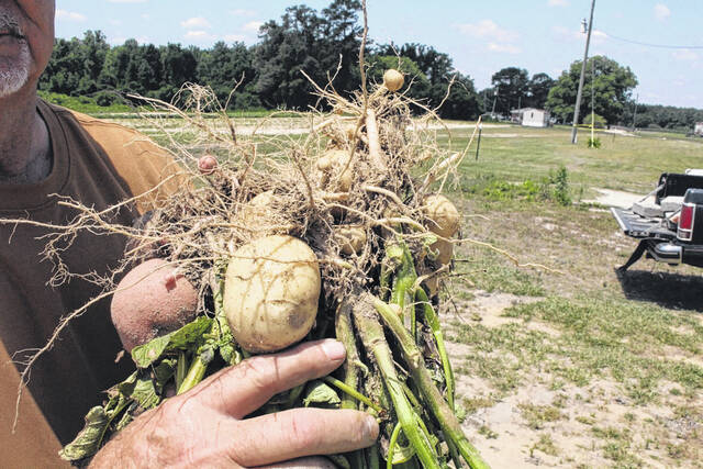 <p>The potatoes are ready and Chris Faircloth shows off the vegetables of their labor.</p>